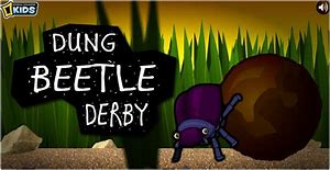 Image result for images dung beetle derby